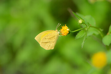 鮮やかな黄色が美しい、川原で見られる絶滅危惧種のツマグロキチョウ