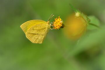 鮮やかな黄色が美しい、川原で見られる絶滅危惧種のツマグロキチョウ