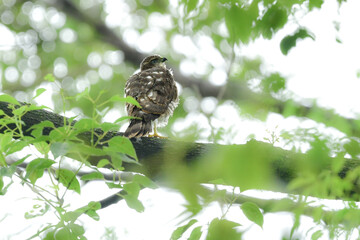 公園や雑木林で見られるかっこいい身近なハンターのツミやその巣立ちびな