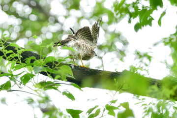 公園や雑木林で見られるかっこいい身近なハンターのツミやその巣立ちびな