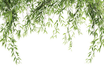 Naklejka premium PNG Willow tress backgrounds plant leaf.