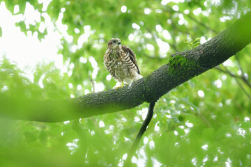 公園や雑木林で見られるかっこいい身近なハンターのツミやその巣立ちびな