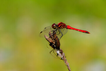 身近な日本の秋の原風景、アカトンボの仲間ナツアカネ