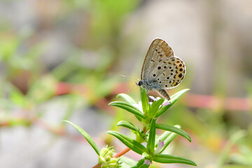 秋に川原や草原で見られる青紫色の小さな美しいチョウ、絶滅危惧種のミヤマシジミ