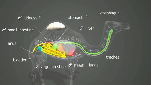 Camel internal organs