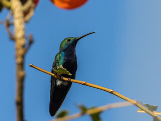 Colibrí perchado sobre una ramita