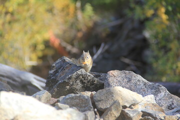 squirrel on a rock