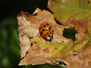 Harlequin ladybird beetle, also known as multicoloured Asian lady beetle, (Harmonia axyridis f. succinea) sitting on a dry leaf