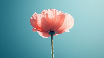 Fototapeta premium A single pink flower is standing tall in a blue sky