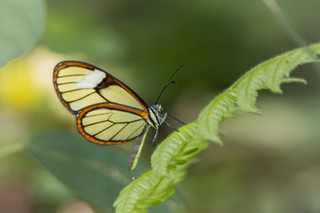 Mariposa alas de cristal posada sobre una hoja verde