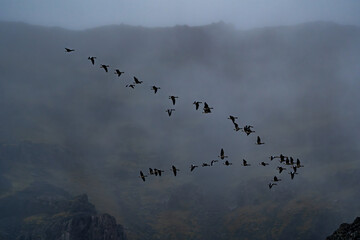 Flock of Graylag Goose, Anser anser, autumn, Iceland