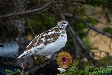 Rock ptarmigan, Lagopus muta, autumn, Iceland