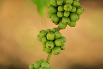 The Seeds of Aromatic Promise