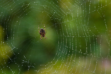 A common spider on a dew-covered web against a soft focus green and yellow background in autumn
