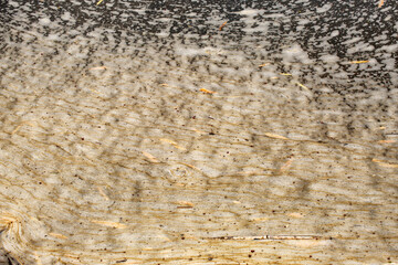 River foam near the edge of the Salt River, Arizona