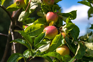 Apple tree plantation. Ripe red apples on a tree. Juicy apples. Apple orchard. Apple on tree in the garden. Harvest of fresh red apples.