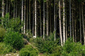 Forest landscape. Forest background. Pine forest. Nature Environment. Pine forest. Countryside rainforest. Nature background.