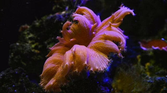 Sinularia dura coral on live rock, fluorescent orange animal in reef marine aquarium ecosystem move tentacle in circular flow to catch plankton food, easy popular pet for beginner, LED actinic light