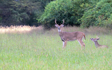 Adult and young stags standing in a field with trees in the background.