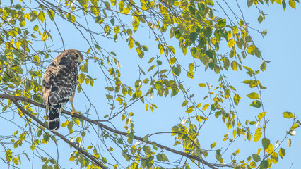 Red-shouldered hawk perched in a tree with bright green leaves.