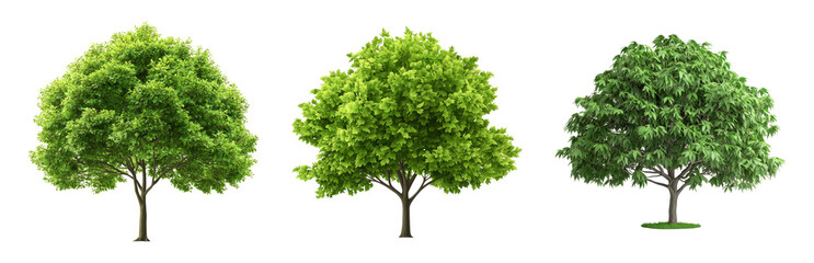 Obraz premium Vivid Green Trees with Varied Foliage Styles Isolated on Transparent Background