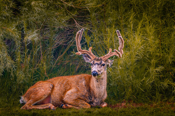 Mule Deer Odocoileus hermionus resting on the field