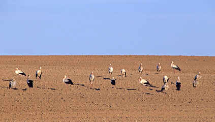 A large flock of storks in the ploughed field. White stork (Ciconia ciconia).