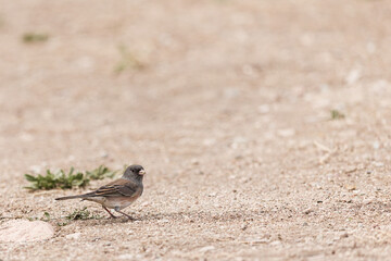 a junco taking its flight