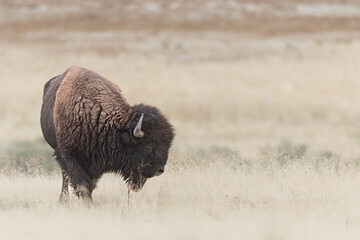 The Buffalo Lounging in the grass, grazing.