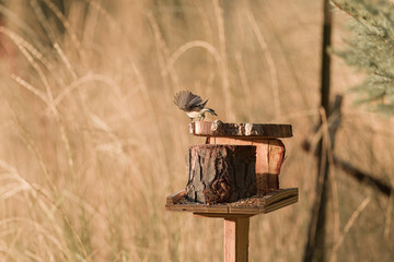 Black-Capped Chickadee in Flight 