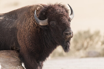 The Buffalo Lounging in the grass, grazing.