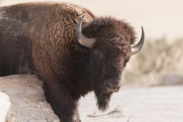 The Buffalo Lounging in the grass, grazing.