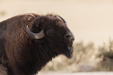 The Buffalo Lounging in the grass, grazing.