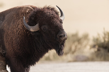 The Buffalo Lounging in the grass, grazing.