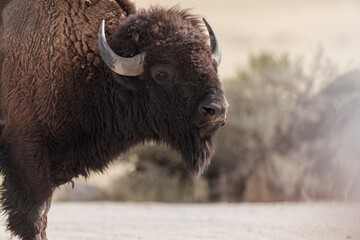 The Buffalo Lounging in the grass, grazing.