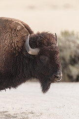 A buffalo portrait