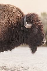 A buffalo portrait