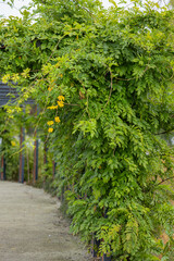 Lush green vine plants growing on a pergola in a park on a sunny day. Concept of natural beauty, greenery in urban spaces, and outdoor relaxation areas