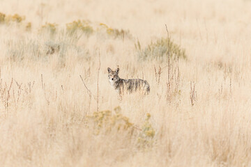 A coyote prowling through the grass