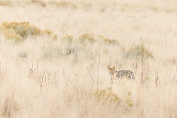 A coyote prowling through the grass