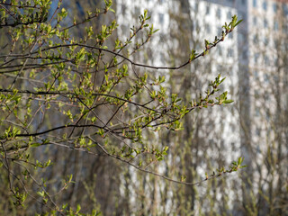 bird cherry branches with buds