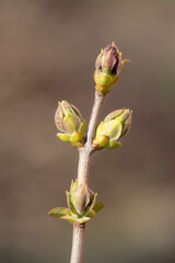 lilac branch with buds closeup