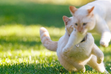 two cats kittens playing toegether