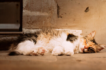 Cozy Cat Napping Against a Warm Wall