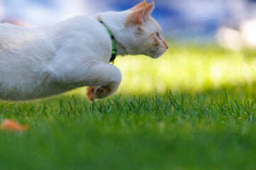 two cats kittens playing toegether