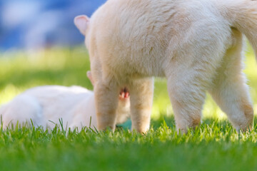 two cats kittens playing toegether