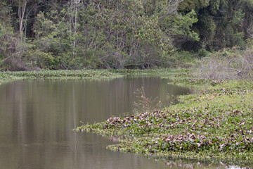 small lake with aquatic plants and forest in the background