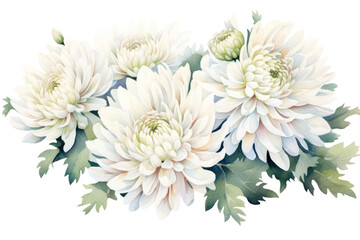 Obraz premium PNG White chrysanthemum border chrysanths flower dahlia.