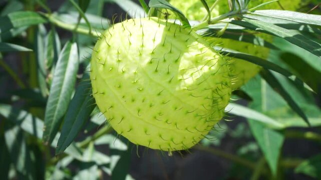 Gomphocarpus physocarpus (hairy balls, balloon plant, balloon cotton bush, bishop's balls, nailhead, swan plant, milkweed, ornamental plant) with a natural background
