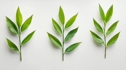 Fresh Green Bamboo Leaves Isolated on White Background: Nature and Zen Concept for Design
